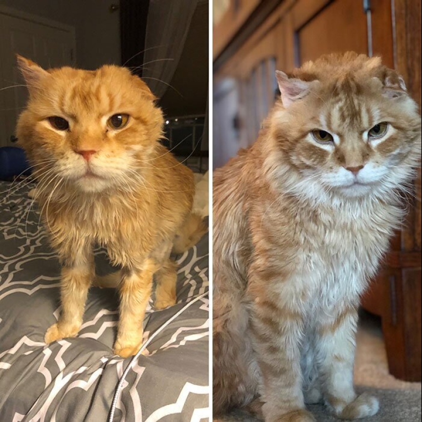 25 photos of cats before and after they were picked up from the street