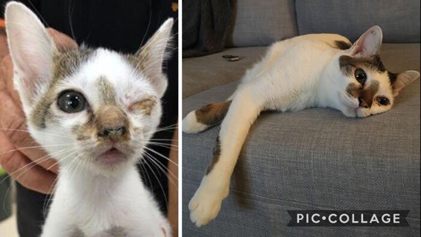 25 photos of cats before and after they were picked up from the street