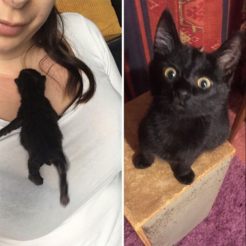25 photos of cats before and after they were picked up from the street