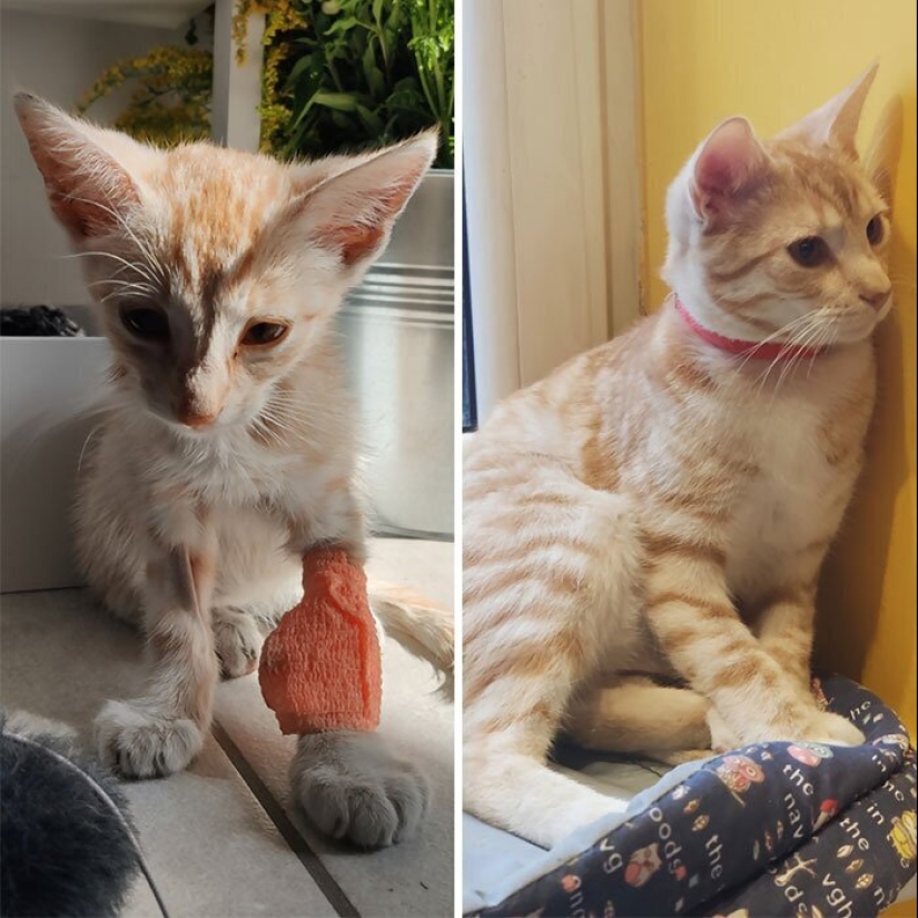 25 photos of cats before and after they were picked up from the street