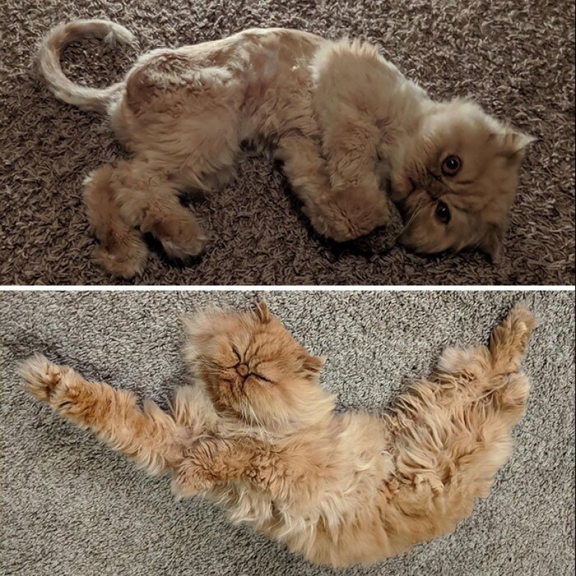 25 photos of cats before and after they were picked up from the street