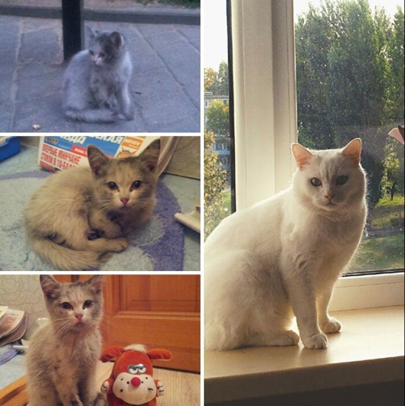 25 photos of cats before and after they were picked up from the street