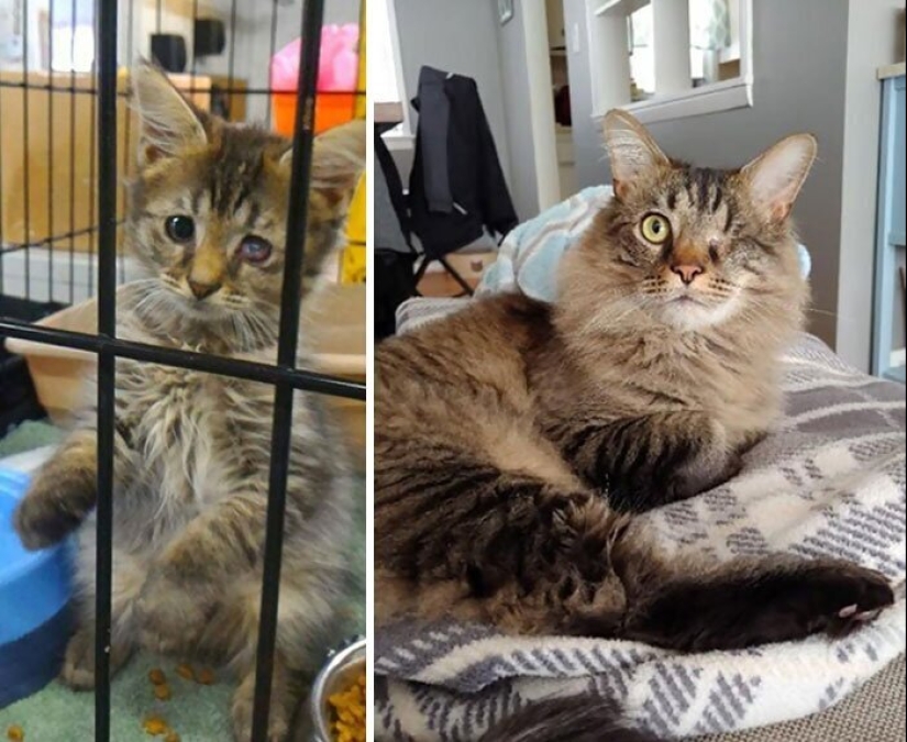 25 photos of cats before and after they were picked up from the street