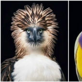 25 retratos de aves increíblemente hermosos 25 retratos de aves increíblemente hermosos