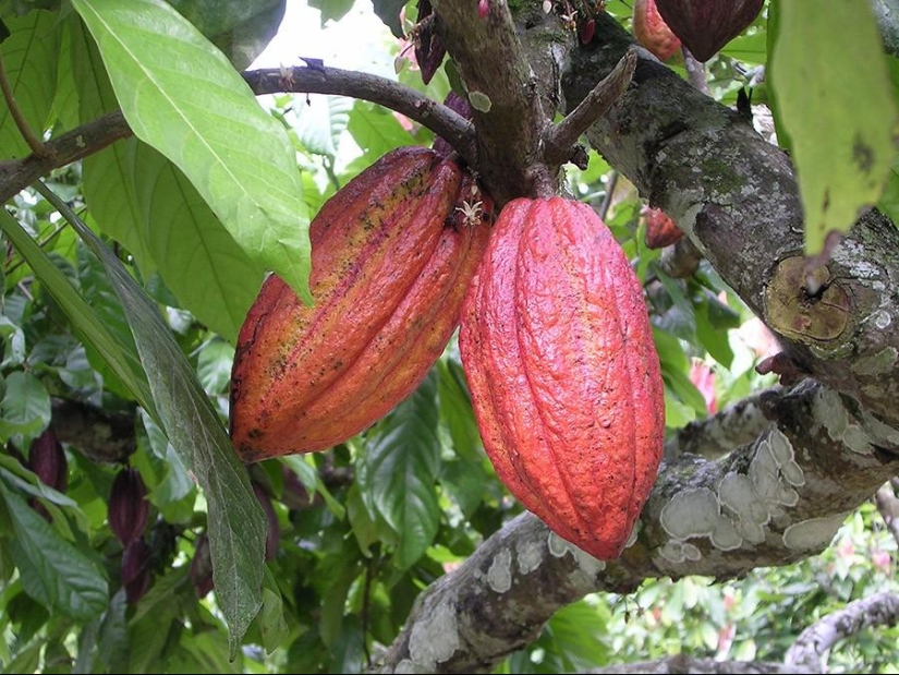 25 "sweet" facts about chocolate