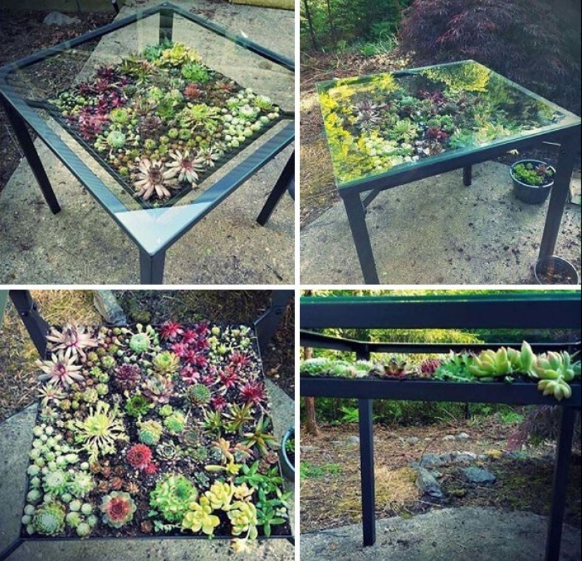 25 tables with" gardens " of succulents 25 tables with" gardens " of succulents