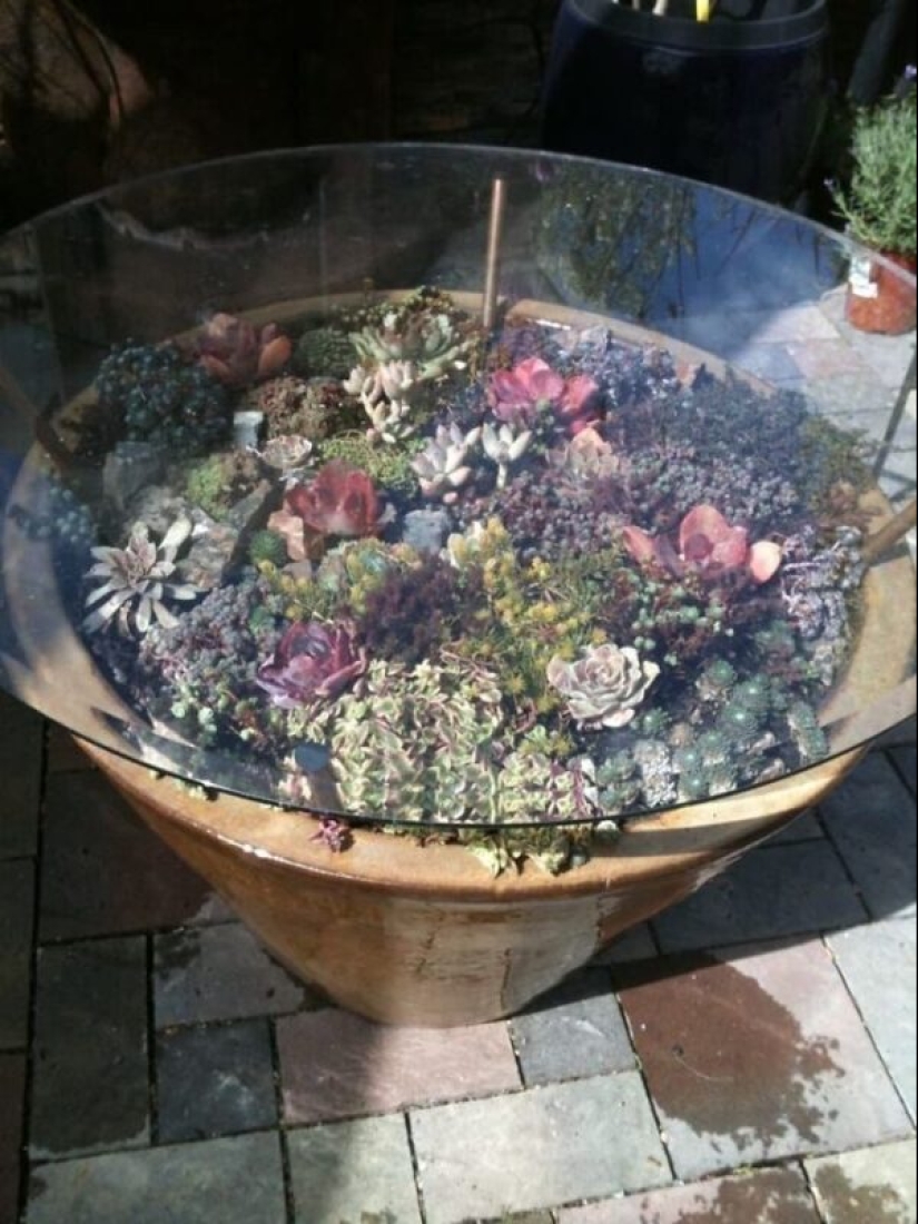 25 tables with" gardens " of succulents 25 tables with" gardens " of succulents