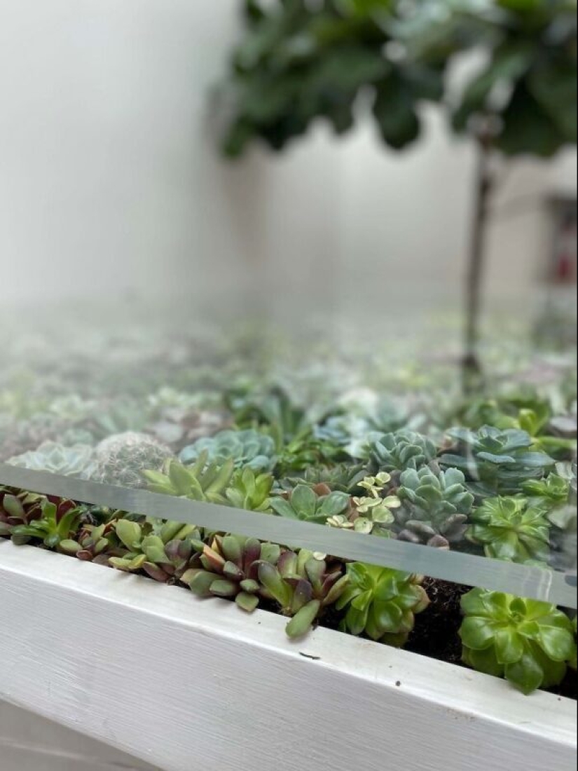 25 tables with" gardens " of succulents 25 tables with" gardens " of succulents