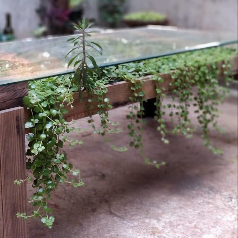 25 tables with" gardens " of succulents 25 tables with" gardens " of succulents
