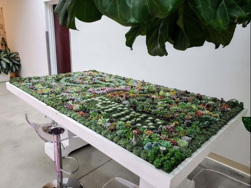 25 tables with" gardens " of succulents 25 tables with" gardens " of succulents