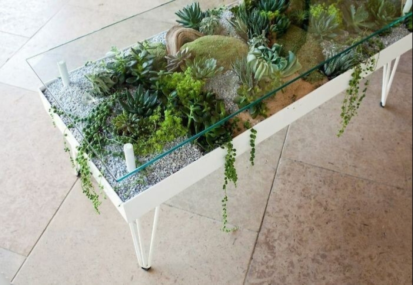 25 tables with" gardens " of succulents 25 tables with" gardens " of succulents