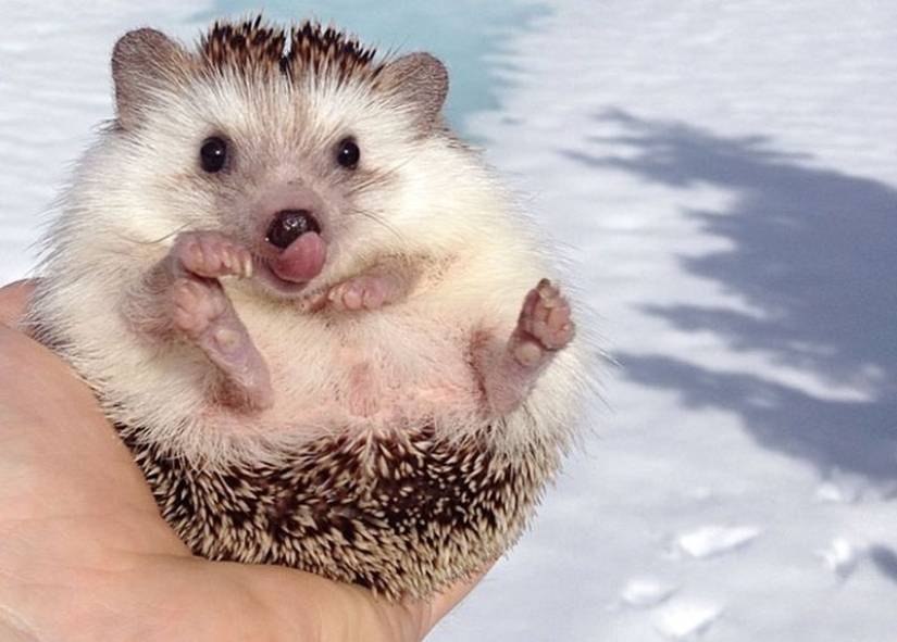 25 tocar animales que "no alimentan pan", solo deja que muestren su lengua