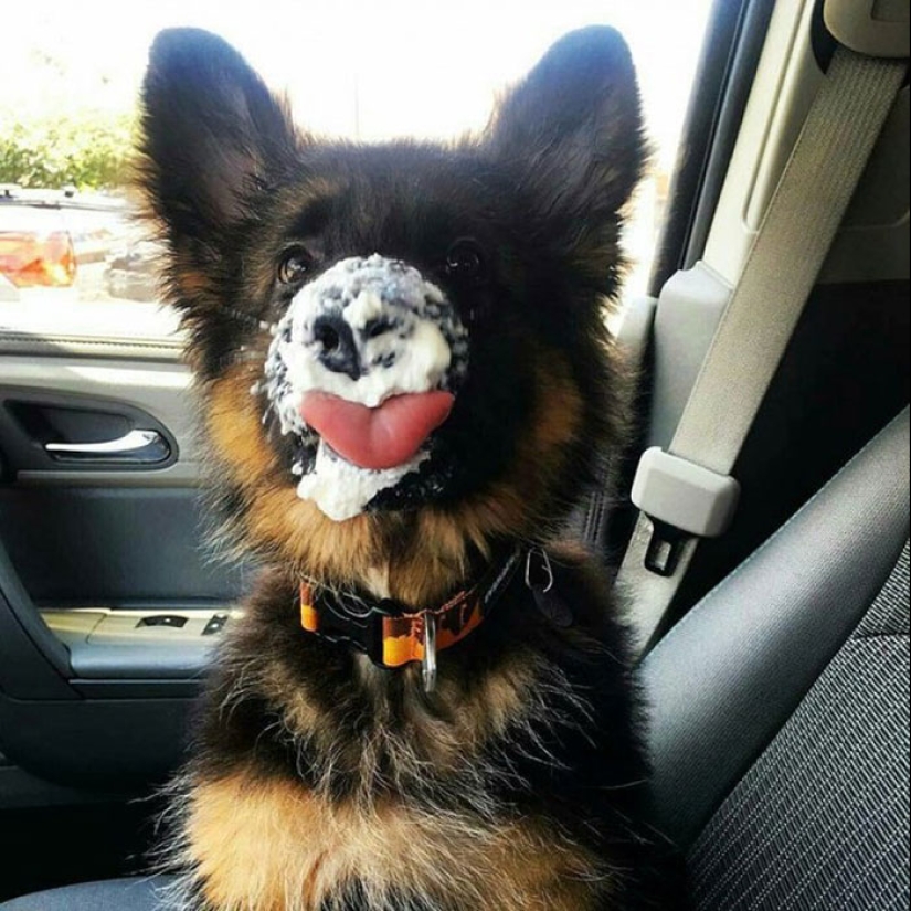 25 tocar animales que "no alimentan pan", solo deja que muestren su lengua