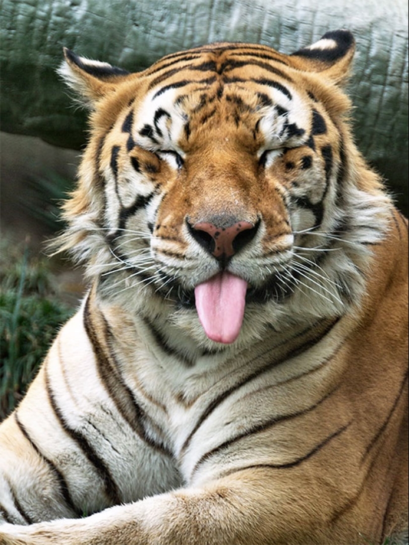 25 tocar animales que "no alimentan pan", solo deja que muestren su lengua