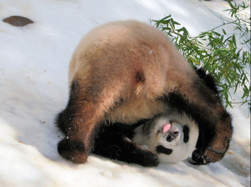25 tocar animales que "no alimentan pan", solo deja que muestren su lengua