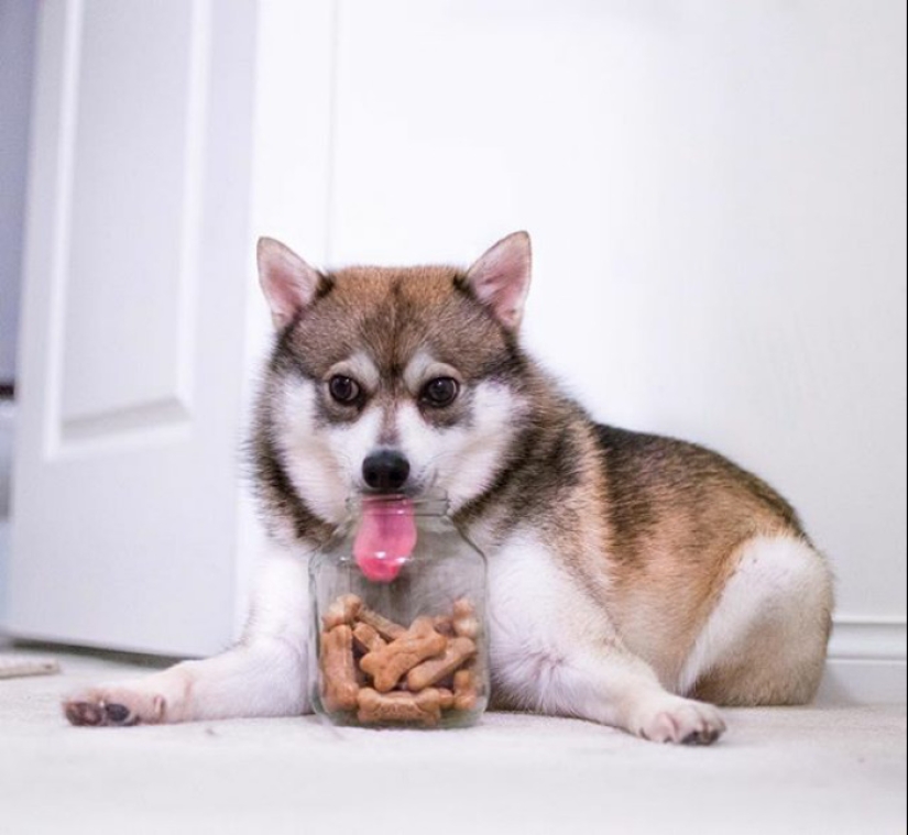 25 tocar animales que "no alimentan pan", solo deja que muestren su lengua