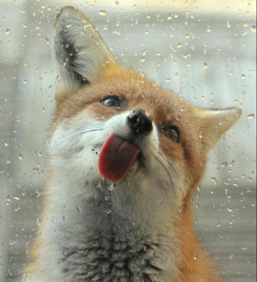 25 tocar animales que "no alimentan pan", solo deja que muestren su lengua