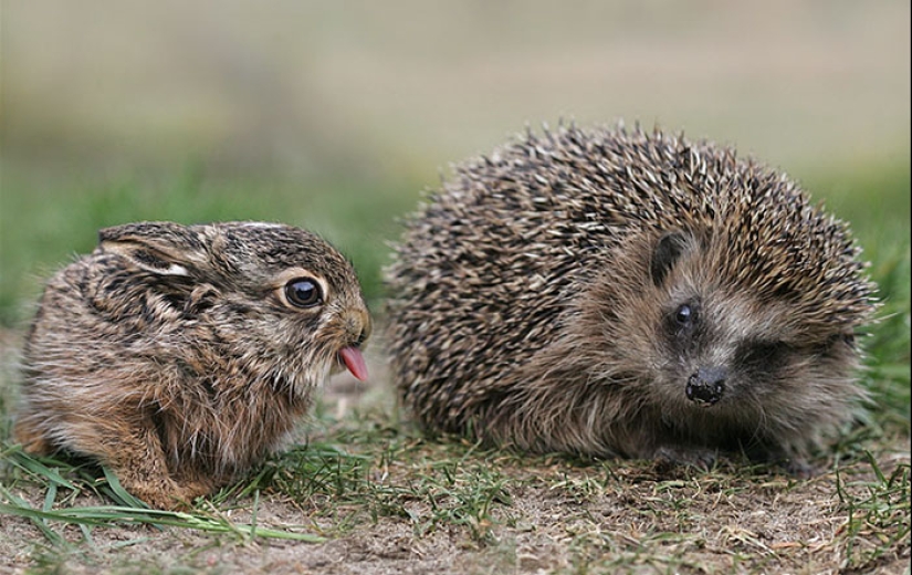 25 tocar animales que "no alimentan pan", solo deja que muestren su lengua