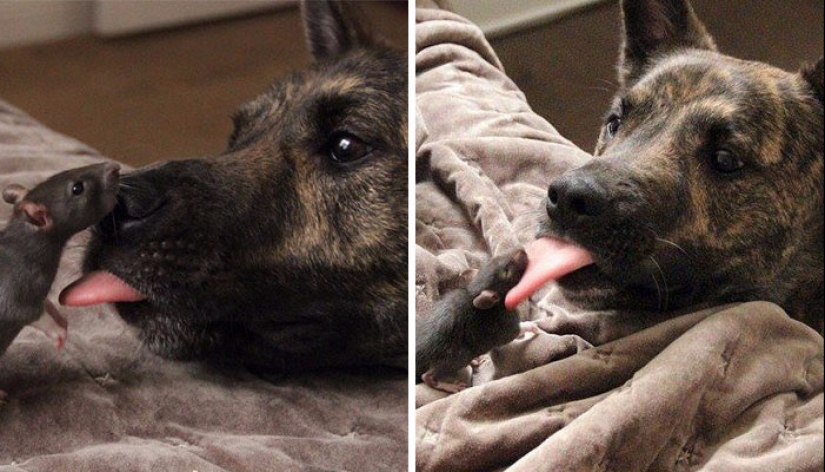 25 tocar animales que "no alimentan pan", solo deja que muestren su lengua