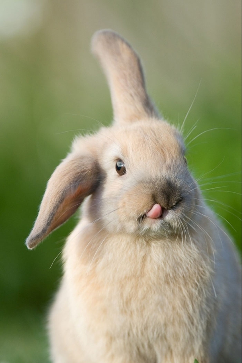 25 tocar animales que "no alimentan pan", solo deja que muestren su lengua