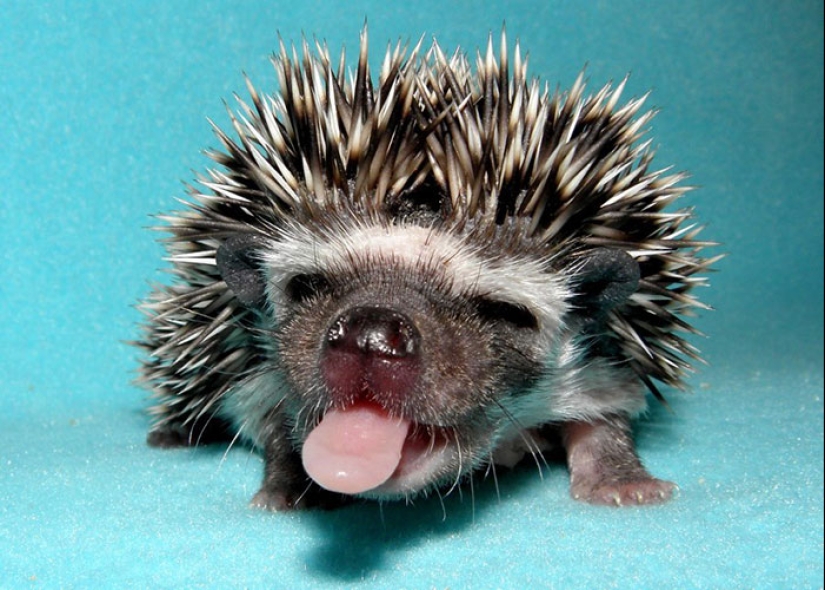 25 tocar animales que "no alimentan pan", solo deja que muestren su lengua