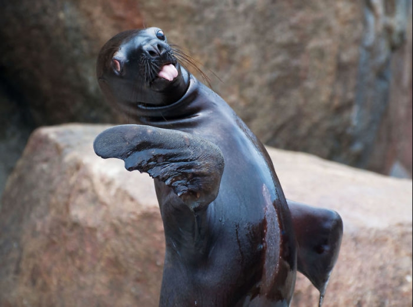 25 tocar animales que "no alimentan pan", solo deja que muestren su lengua