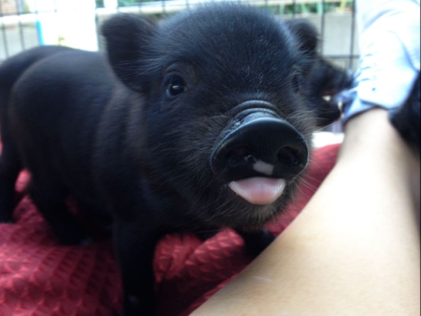 25 tocar animales que "no alimentan pan", solo deja que muestren su lengua