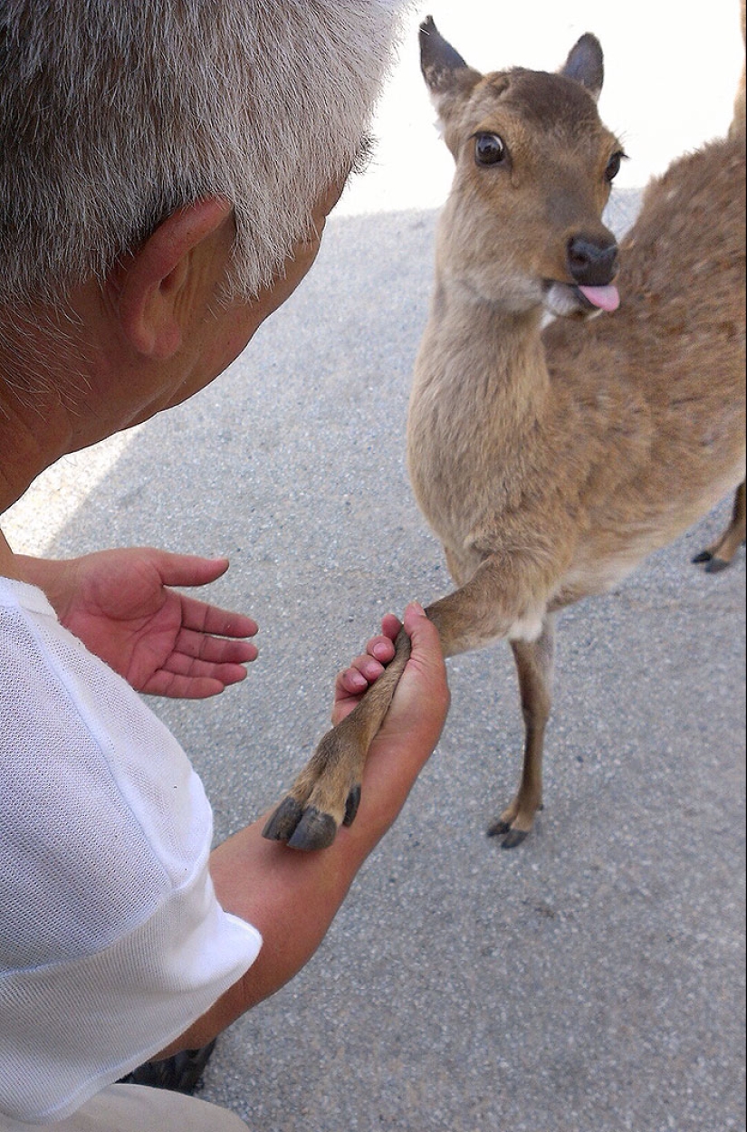 25 touching animals that "don't feed bread", just let them show their tongue