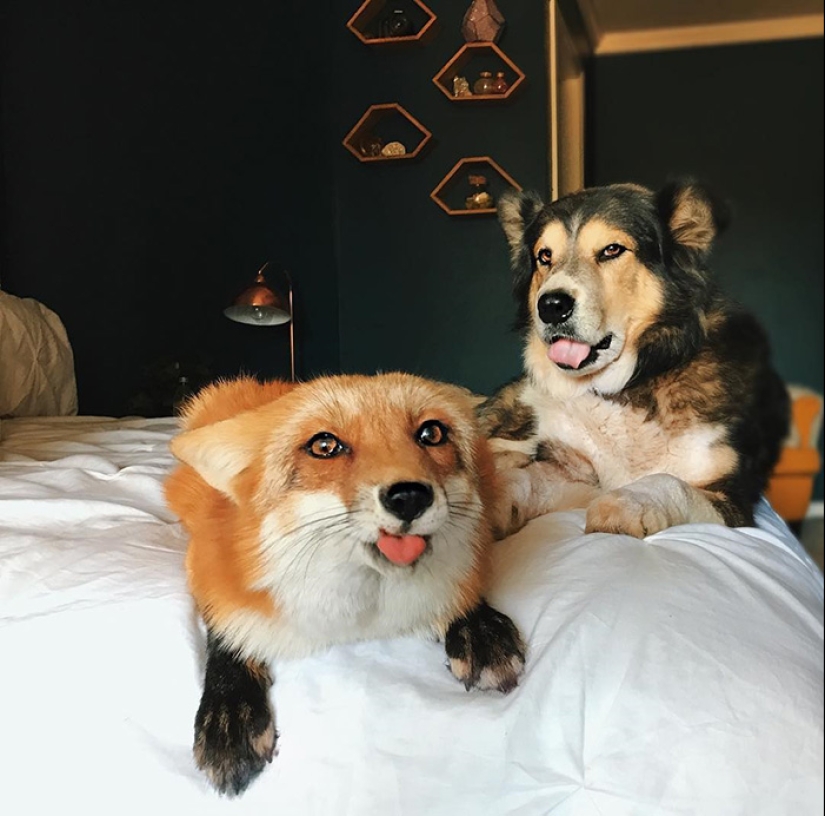 25 touching animals that "don't feed bread", just let them show their tongue