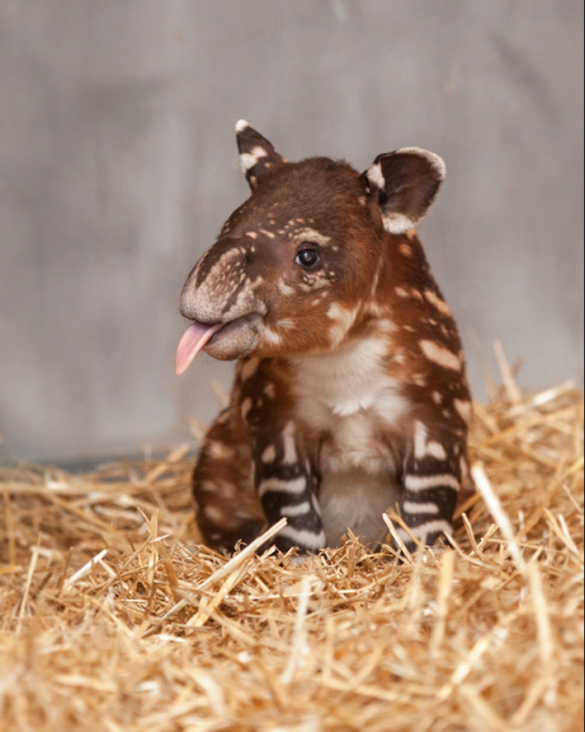 25 touching animals that "don't feed bread", just let them show their tongue