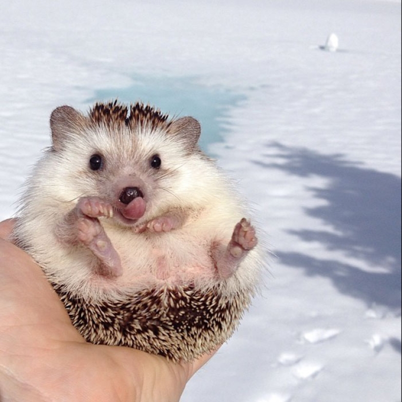 25 touching animals that "don't feed bread", just let them show their tongue