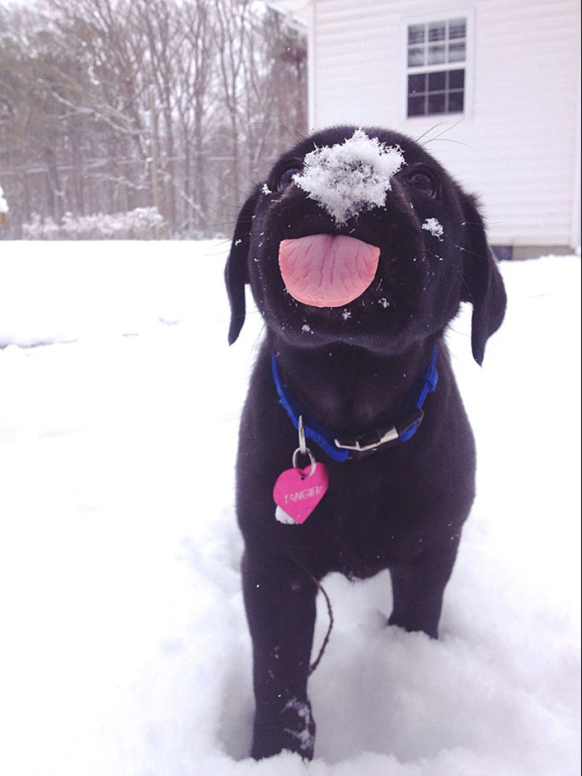 25 touching animals that "don't feed bread", just let them show their tongue