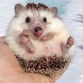 25 touching animals that "don't feed bread", just let them show their tongue