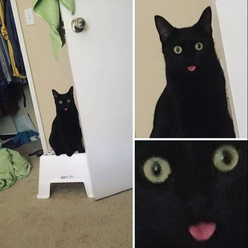 25 touching animals that "don't feed bread", just let them show their tongue