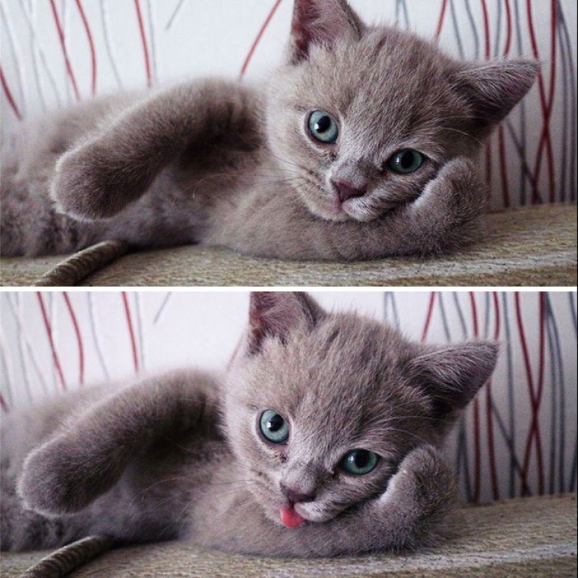 25 touching animals that "don't feed bread", just let them show their tongue