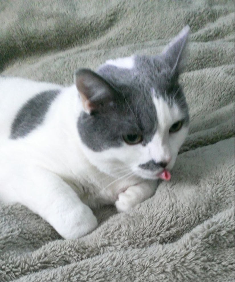 25 touching animals that "don't feed bread", just let them show their tongue