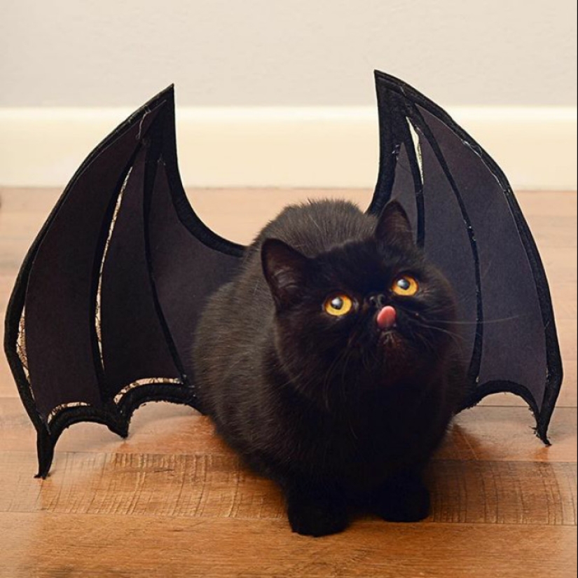 25 touching animals that "don't feed bread", just let them show their tongue