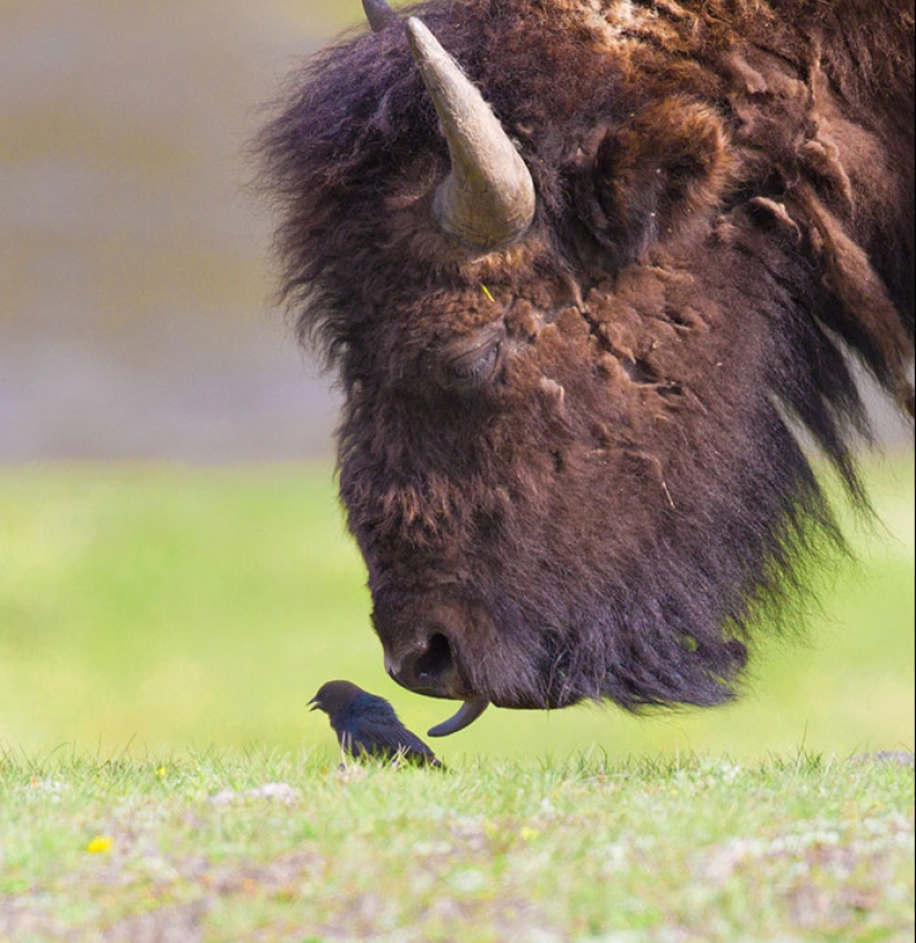 25 touching animals that "don't feed bread", just let them show their tongue