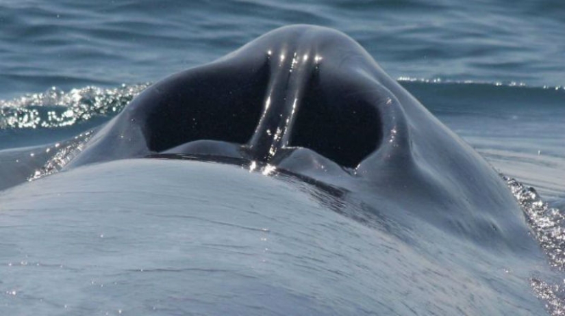 26 fotos raras muestran cosas familiares desde un ángulo desconocido para nosotros