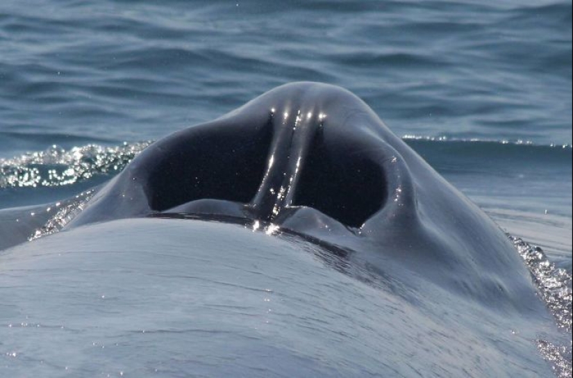 26 fotos raras muestran cosas familiares desde un ángulo desconocido para nosotros