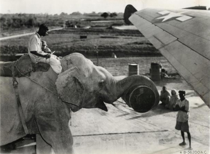 26 freaky historical facts from the series " Nichosi!»