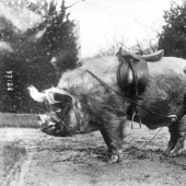 26 freaky historical facts from the series " Nichosi!» 26 freaky historical facts from the series " Nichosi!»