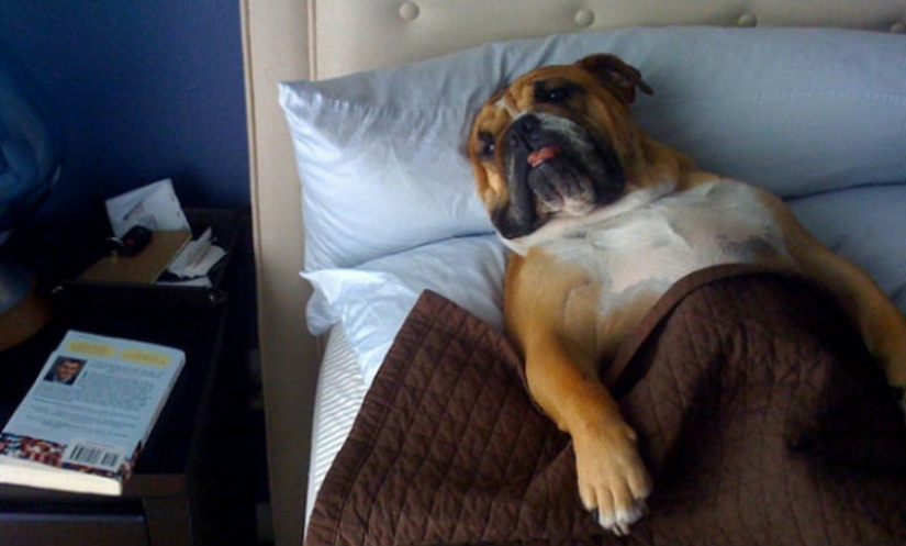 27 dogs who sleep in your bed — because I can!