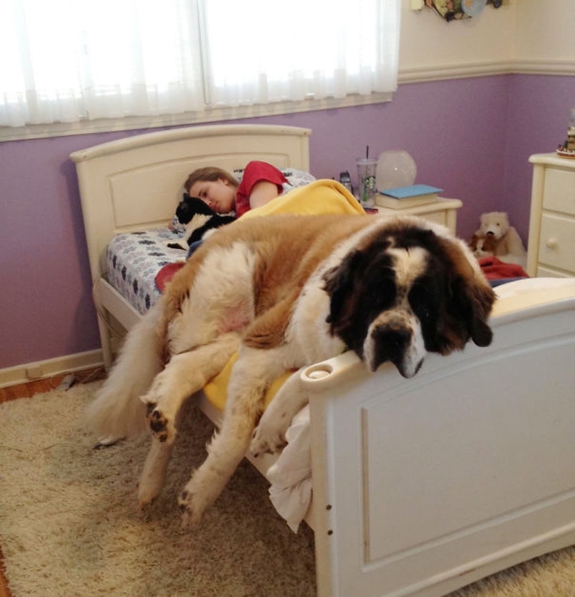 27 dogs who sleep in your bed — because I can!