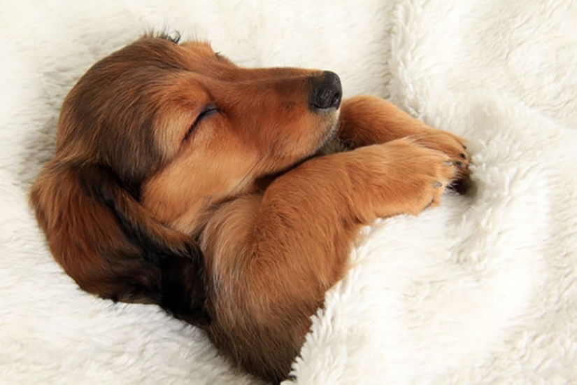 27 dogs who sleep in your bed — because I can!