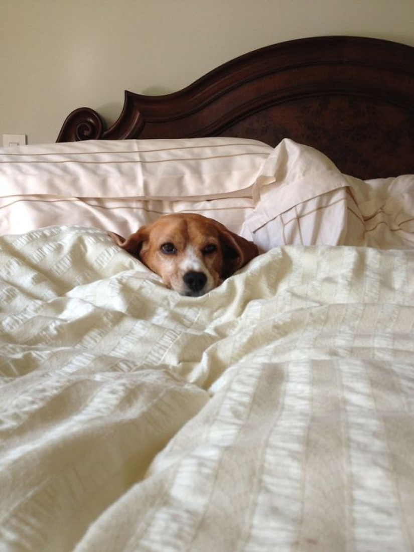 27 dogs who sleep in your bed — because I can!