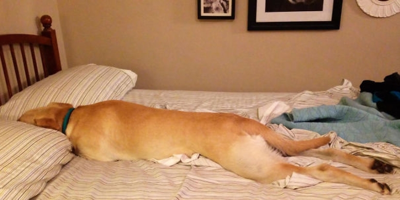 27 dogs who sleep in your bed — because I can!