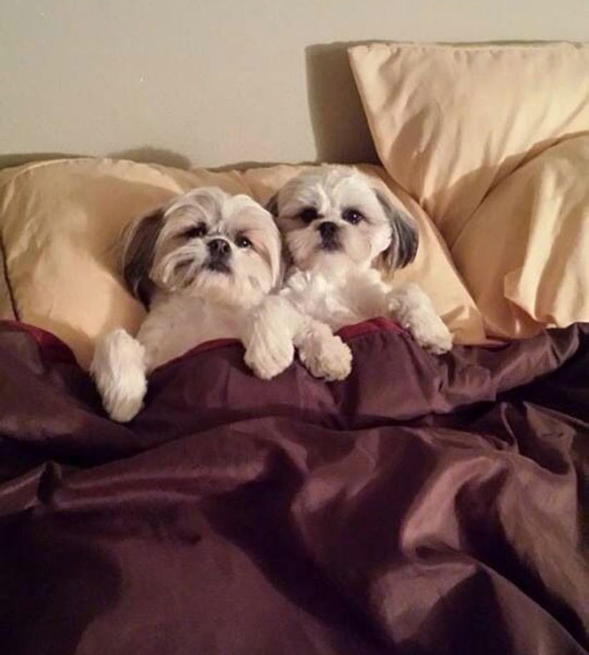 27 dogs who sleep in your bed — because I can!