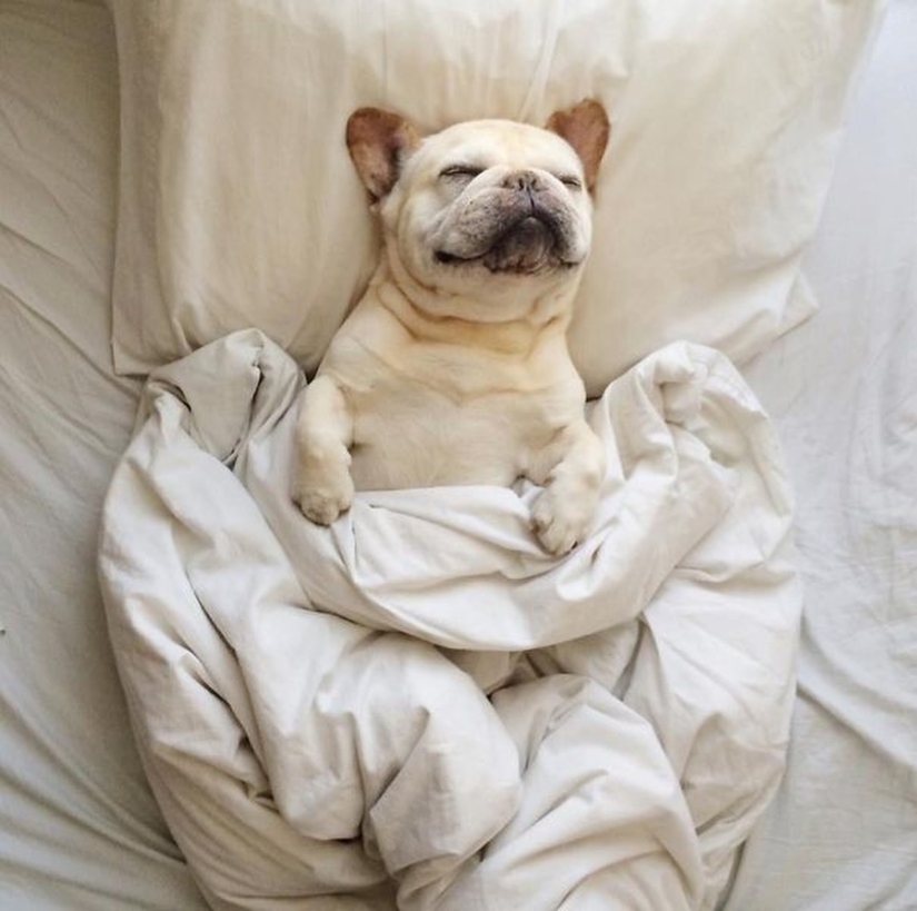 27 dogs who sleep in your bed — because I can!