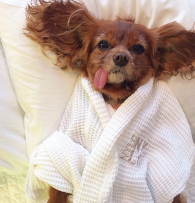 27 dogs who sleep in your bed — because I can!